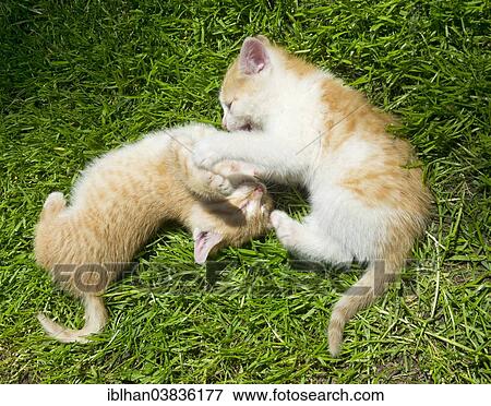 "Two young cats playfighting with each other, Austria, Europe" View Large Photo Image Stock Photo - "Two young cats playfighting with each other, Austria, Europe". Fotosearch