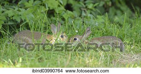 "Two young European rabbit (Oryctolagus cuniculus), sniffing each other, North Rhine-Westphalia, Germany, Europe" View Large Photo Image Picture - "Two young European rabbit (Oryctolagus cuniculus), sniffing each other, North Rhine-Westphalia, Germany, Europe". Fotosearch
