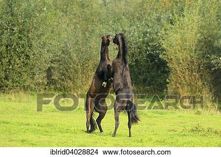 "Two young horses fighting, Rheinberg, North Rhine-Westphalia, Germany, Europe" View Large Photo Image Picture - "Two young horses fighting, Rheinberg, North Rhine-Westphalia, Germany, Europe". Fotosearch