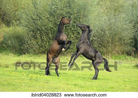 "Two young horses fighting, Rheinberg, North Rhine-Westphalia, Germany, Europe" View Large Photo Image Stock Image - "Two young horses fighting, Rheinberg, North Rhine-Westphalia, Germany, Europe". Fotosearch