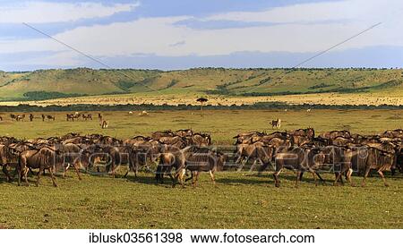 Stock Photo - "Two young Lions (Panthera leo) following a herd of wildebeest, Massai Mara, Serengeti, Rift Valley province, Kenya, Africa". Fotosearch