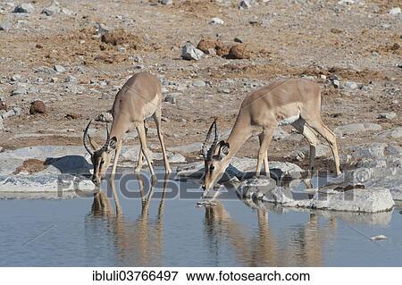"Two young male Impalas (Aepyceros melampus) drinking at Halali waterhole, Etosha National Park, Namibia, Africa" View Large Photo Image Stock Photo - "Two young male Impalas (Aepyceros melampus) drinking at Halali waterhole, Etosha National Park, Namibia, Africa". Fotosearch