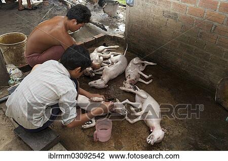 Stock Image - "Two young men removing hair from slaughtered dogs, Siem Reap, Siem Reap, Siem Reap Province, Cambodia, Asia". Fotosearch