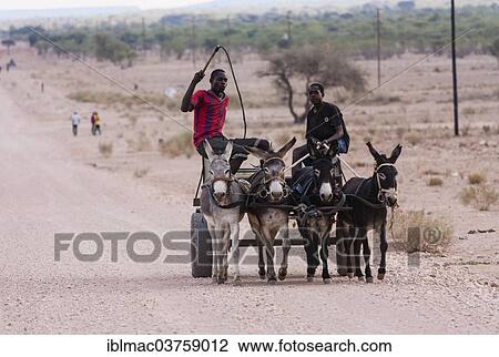 "Two young men travelling on a donkey cart, Kaokoland, Kunene, Namibia, Africa" View Large Photo Image Stock Image - "Two young men travelling on a donkey cart, Kaokoland, Kunene, Namibia, Africa". Fotosearch