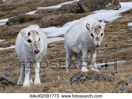 "Two young Svalbard Reindeer (Rangifer tarandus platyrhynchus) in their winter coat, Gipsvika, Isfjorden, Spitsbergen, Svalbard, Norway, Europe" View Large Photo Image Stock Image - "Two young Svalbard Reindeer (Rangifer tarandus platyrhynchus) in their winter coat, Gipsvika, Isfjorden, Spitsbergen, Svalbard, Norway, Europe". Fotosearch