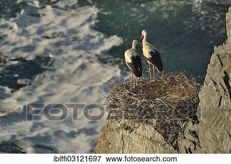 "Two young White Storks (Ciconia ciconia) in their nest on the Atlantic coast, Cabo Sardao, Algarve, Portugal, Europe" View Large Photo Image Stock Photo - "Two young White Storks (Ciconia ciconia) in their nest on the Atlantic coast, Cabo Sardao, Algarve, Portugal, Europe". Fotosearch