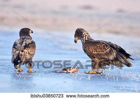 "Two young White-tailed Eagles (Haliaeetus albicilla), feeding on fish, Poland, Europe" View Large Photo Image Stock Image - "Two young White-tailed Eagles (Haliaeetus albicilla), feeding on fish, Poland, Europe". Fotosearch