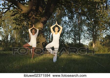 Two young women doing yoga exercises under a tree View Large Photo Image Picture - Two young women doing yoga exercises under a tree. Fotosearch