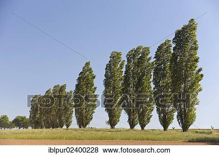 Stock Photo - "Typical avenue of poplars in the Lommatzscher Pflege district, Saxony, Germany, Europe". Fotosearch