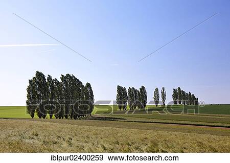 "Typical avenue of poplars in the Lommatzscher Pflege district, Saxony, Germany, Europe" View Large Photo Image Stock Photo - "Typical avenue of poplars in the Lommatzscher Pflege district, Saxony, Germany, Europe". Fotosearch