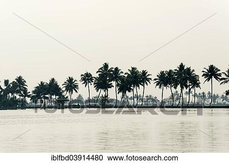 "Typical landscape with palm trees, Kerala Backwaters, Alappuzha, Kerala, India, Asia" View Large Photo Image Stock Image - "Typical landscape with palm trees, Kerala Backwaters, Alappuzha, Kerala, India, Asia". Fotosearch