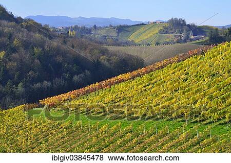 "Typical landscape with vineyards in the Southern Styrian hill country, South Styrian Wine Road, Styria, Austria, Europe" View Large Photo Image Stock Photo - "Typical landscape with vineyards in the Southern Styrian hill country, South Styrian Wine Road, Styria, Austria, Europe". Fotosearch