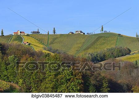 "Typical landscape with vineyards in the Southern Styrian hill country, South Styrian Wine Road, Styria, Austria, Europe" View Large Photo Image Stock Photo - "Typical landscape with vineyards in the Southern Styrian hill country, South Styrian Wine Road, Styria, Austria, Europe". Fotosearch