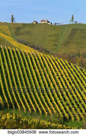 "Typical landscape with vineyards in the Southern Styrian hill country, South Styrian Wine Road, Styria, Austria, Europe" View Large Photo Image Stock Photograph - "Typical landscape with vineyards in the Southern Styrian hill country, South Styrian Wine Road, Styria, Austria, Europe". Fotosearch