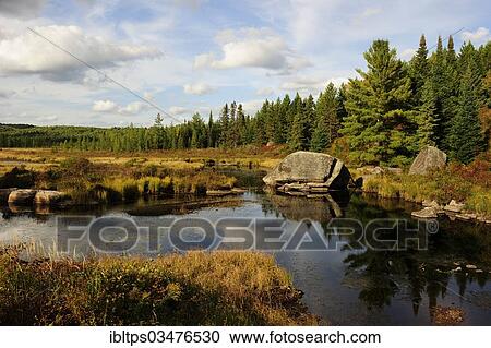 "Typical moorlands of the Canadian Shield or Laurentian Plateau with ponds and coniferous forests, Algonquin Provincial Park, Ontario Province, Canada, North America" View Large Photo Image Stock Image - "Typical moorlands of the Canadian Shield or Laurentian Plateau with ponds and coniferous forests, Algonquin Provincial Park, Ontario Province, Canada, North America". Fotosearch