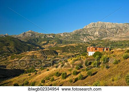 Picture - "Typical mountain landscape with house, small fields and olive trees in the Rif or Riff Mountains, northern Morocco, Morocco, Africa". Fotosearch