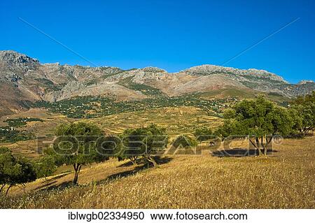 Stock Image - "Typical mountain landscape with small fields and olive trees in the Rif or Riff Mountains, northern Morocco, Morocco, Africa". Fotosearch