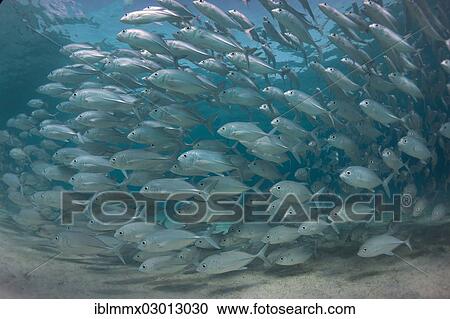 "Typical swarming behavior of a school of Bigeye Trevally (Caranx sexfasciatus) in a lagoon, Philippines, Asia" View Large Photo Image Stock Image - "Typical swarming behavior of a school of Bigeye Trevally (Caranx sexfasciatus) in a lagoon, Philippines, Asia". Fotosearch