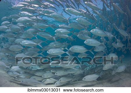 "Typical swarming behavior of a school of Bigeye Trevally (Caranx sexfasciatus) in a lagoon, Philippines, Asia" View Large Photo Image Stock Image - "Typical swarming behavior of a school of Bigeye Trevally (Caranx sexfasciatus) in a lagoon, Philippines, Asia". Fotosearch