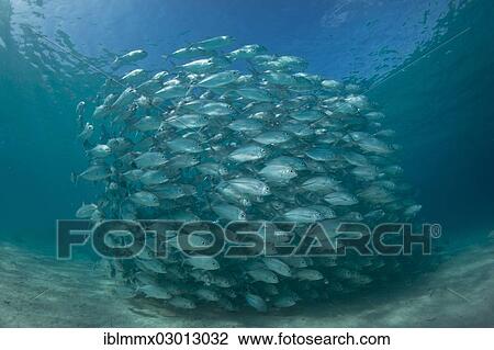 "Typical swarming behavior of a school of Bigeye Trevally (Caranx sexfasciatus) in a lagoon, Philippines, Asia" View Large Photo Image Stock Image - "Typical swarming behavior of a school of Bigeye Trevally (Caranx sexfasciatus) in a lagoon, Philippines, Asia". Fotosearch