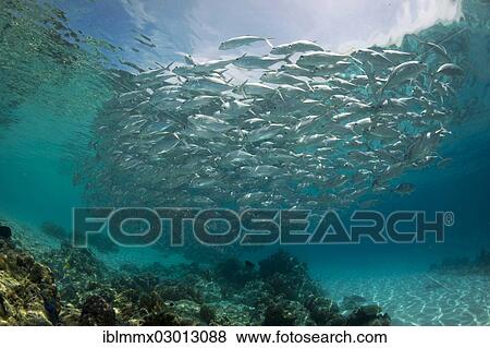"Typical swarming behavior of a school of Bigeye Trevally (Caranx sexfasciatus) in a lagoon, Philippines, Asia" View Large Photo Image Stock Photo - "Typical swarming behavior of a school of Bigeye Trevally (Caranx sexfasciatus) in a lagoon, Philippines, Asia". Fotosearch