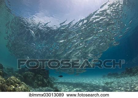 Stock Photo - "Typical swarming behavior of a school of Bigeye Trevally (Caranx sexfasciatus) in a lagoon, Philippines, Asia". Fotosearch