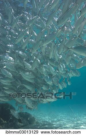 "Typical swarming behavior of a school of Bigeye Trevally (Caranx sexfasciatus) in a lagoon, Philippines, Asia" View Large Photo Image Stock Photo - "Typical swarming behavior of a school of Bigeye Trevally (Caranx sexfasciatus) in a lagoon, Philippines, Asia". Fotosearch