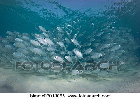"Typical swarming behavior of a school of Bigeye Trevally (Caranx sexfasciatus) in a lagoon, Philippines, Asia" View Large Photo Image Stock Photography - "Typical swarming behavior of a school of Bigeye Trevally (Caranx sexfasciatus) in a lagoon, Philippines, Asia". Fotosearch