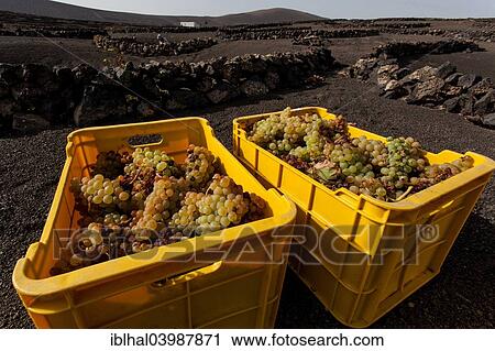 "Typical vineyards in dry cultivation in volcanic ash, lava, grapes, vintage, vineyard La Geria, Lanzarote, Canary Islands, Spain, Europe" View Large Photo Image Stock Image - "Typical vineyards in dry cultivation in volcanic ash, lava, grapes, vintage, vineyard La Geria, Lanzarote, Canary Islands, Spain, Europe". Fotosearch