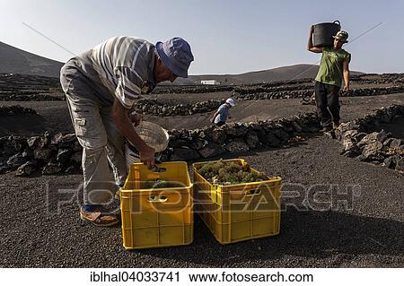 "Typical vineyards in dry cultivation in volcanic ash, lava, grapes, vintage, vineyard La Geria, Lanzarote, Canary Islands, Spain, Europe" View Large Photo Image Stock Image - "Typical vineyards in dry cultivation in volcanic ash, lava, grapes, vintage, vineyard La Geria, Lanzarote, Canary Islands, Spain, Europe". Fotosearch