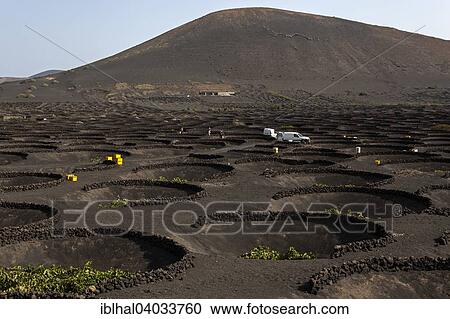 "Typical vineyards in dry cultivation in volcanic ash, lava, vines, vineyard La Geria, vintage, Lanzarote, Canary Islands, Spain, Europe" View Large Photo Image Stock Image - "Typical vineyards in dry cultivation in volcanic ash, lava, vines, vineyard La Geria, vintage, Lanzarote, Canary Islands, Spain, Europe". Fotosearch