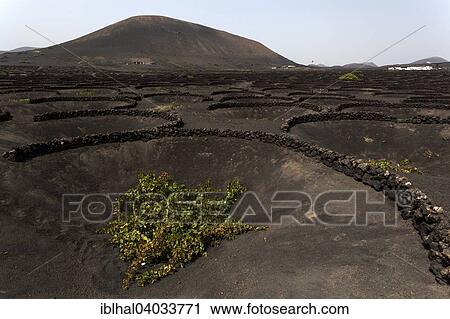 "Typical vineyards in dry cultivation in volcanic ash, lava, wine-growing region La Geria, vine, Lanzarote, Canary Islands, Spain, Europe" View Large Photo Image Stock Image - "Typical vineyards in dry cultivation in volcanic ash, lava, wine-growing region La Geria, vine, Lanzarote, Canary Islands, Spain, Europe". Fotosearch