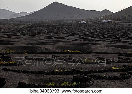 "Typical vineyards in dry cultivation in volcanic ash, lava, white houses, vineyards, wine-growing region La Geria, Lanzarote, Canary Islands, Spain, Europe" View Large Photo Image Stock Image - "Typical vineyards in dry cultivation in volcanic ash, lava, white houses, vineyards, wine-growing region La Geria, Lanzarote, Canary Islands, Spain, Europe". Fotosearch