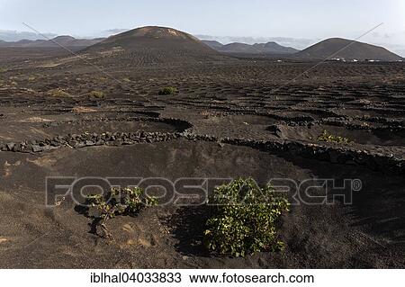 Stock Image - "Typical vineyards in dry cultivation in volcanic ash, lava, vines, vineyard La Geria, Lanzarote, Canary Islands, Spain, Europe". Fotosearch