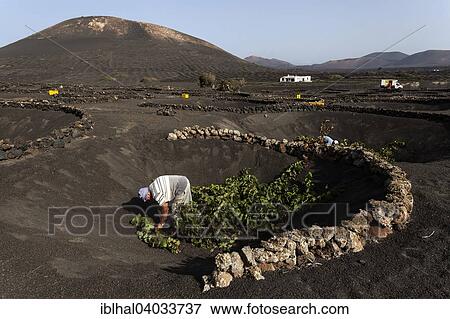 "Typical vineyards in dry cultivation in volcanic ash, evening light, harvest, wine-growing region La Geria, Lanzarote, Canary Islands, Spain, Europe" View Large Photo Image Stock Photo - "Typical vineyards in dry cultivation in volcanic ash, evening light, harvest, wine-growing region La Geria, Lanzarote, Canary Islands, Spain, Europe". Fotosearch