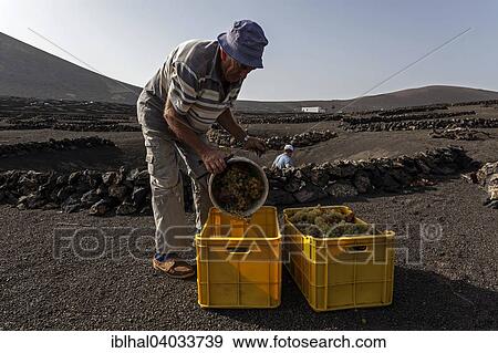 "Typical vineyards in dry cultivation in volcanic ash, lava, grapes, vintage, vineyard La Geria, Lanzarote, Canary Islands, Spain, Europe" View Large Photo Image Stock Photo - "Typical vineyards in dry cultivation in volcanic ash, lava, grapes, vintage, vineyard La Geria, Lanzarote, Canary Islands, Spain, Europe". Fotosearch