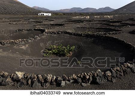 "Typical vineyards in dry cultivation in volcanic ash, lava, wine-growing region La Geria, vine, Lanzarote, Canary Islands, Spain, Europe" View Large Photo Image Stock Photo - "Typical vineyards in dry cultivation in volcanic ash, lava, wine-growing region La Geria, vine, Lanzarote, Canary Islands, Spain, Europe". Fotosearch