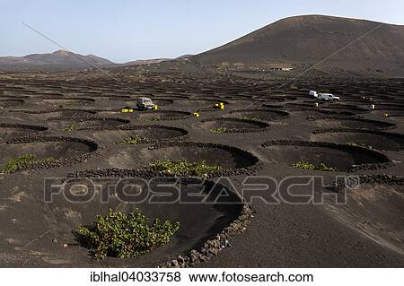 "Typical vineyards in dry cultivation in volcanic ash, lava, vines, vineyard La Geria, vintage, Lanzarote, Canary Islands, Spain, Europe" View Large Photo Image Stock Photo - "Typical vineyards in dry cultivation in volcanic ash, lava, vines, vineyard La Geria, vintage, Lanzarote, Canary Islands, Spain, Europe". Fotosearch