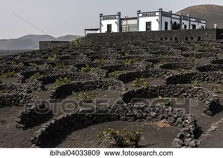 "Typical vineyards in dry cultivation in volcanic ash, lava, Bodega Artesania, wine-growing region La Geria, Lanzarote, Canary Islands, Spain, Europe" View Large Photo Image Stock Photo - "Typical vineyards in dry cultivation in volcanic ash, lava, Bodega Artesania, wine-growing region La Geria, Lanzarote, Canary Islands, Spain, Europe". Fotosearch
