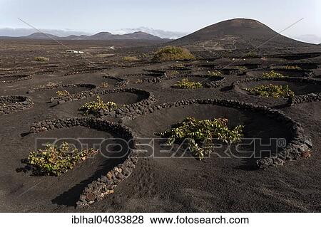 "Typical vineyards in dry cultivation in volcanic ash, lava, vines, vineyard La Geria, Lanzarote, Canary Islands, Spain, Europe" View Large Photo Image Stock Photo - "Typical vineyards in dry cultivation in volcanic ash, lava, vines, vineyard La Geria, Lanzarote, Canary Islands, Spain, Europe". Fotosearch