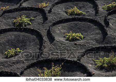 "Typical vineyards in dry cultivation in volcanic ash, lava, vines, vineyard La Geria, Lanzarote, Canary Islands, Spain, Europe" View Large Photo Image Stock Photo - "Typical vineyards in dry cultivation in volcanic ash, lava, vines, vineyard La Geria, Lanzarote, Canary Islands, Spain, Europe". Fotosearch