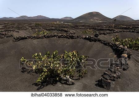 "Typical vineyards in dry cultivation in volcanic ash, lava, vines, vineyard La Geria, Lanzarote, Canary Islands, Spain, Europe" View Large Photo Image Stock Photo - "Typical vineyards in dry cultivation in volcanic ash, lava, vines, vineyard La Geria, Lanzarote, Canary Islands, Spain, Europe". Fotosearch
