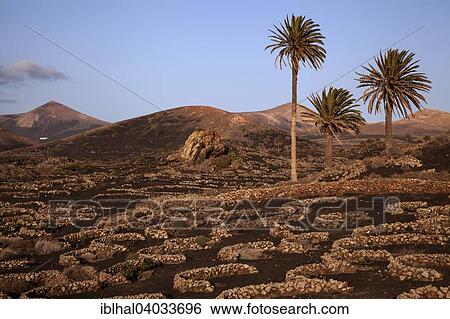 "Typical vineyards in dry cultivation in volcanic ash, evening light, wine-growing region La Geria, Lanzarote, Canary Islands, Spain, Europe" View Large Photo Image Stock Photograph - "Typical vineyards in dry cultivation in volcanic ash, evening light, wine-growing region La Geria, Lanzarote, Canary Islands, Spain, Europe". Fotosearch