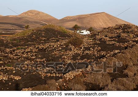 "Typical vineyards in dry cultivation in volcanic ash, evening light, wine-growing region La Geria, Lanzarote, Canary Islands, Spain, Europe" View Large Photo Image Stock Photograph - "Typical vineyards in dry cultivation in volcanic ash, evening light, wine-growing region La Geria, Lanzarote, Canary Islands, Spain, Europe". Fotosearch