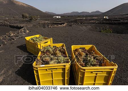 "Typical vineyards in dry cultivation in volcanic ash, lava, grapes, vintage, vineyard La Geria, Lanzarote, Canary Islands, Spain, Europe" View Large Photo Image Stock Photograph - "Typical vineyards in dry cultivation in volcanic ash, lava, grapes, vintage, vineyard La Geria, Lanzarote, Canary Islands, Spain, Europe". Fotosearch