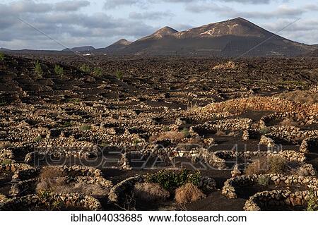 "Typical vineyards in dry cultivation in volcanic ash, evening light, wine-growing region La Geria, Lanzarote, Canary Islands, Spain, Europe" View Large Photo Image Stock Photography - "Typical vineyards in dry cultivation in volcanic ash, evening light, wine-growing region La Geria, Lanzarote, Canary Islands, Spain, Europe". Fotosearch