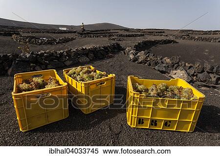"Typical vineyards in dry cultivation in volcanic ash, lava, grapes, vintage, vineyard La Geria, Lanzarote, Canary Islands, Spain, Europe" View Large Photo Image Stock Photography - "Typical vineyards in dry cultivation in volcanic ash, lava, grapes, vintage, vineyard La Geria, Lanzarote, Canary Islands, Spain, Europe". Fotosearch
