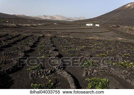 "Typical vineyards in dry cultivation in volcanic ash, lava, vines, vineyard La Geria, Lanzarote, Canary Islands, Spain, Europe" View Large Photo Image Stock Photography - "Typical vineyards in dry cultivation in volcanic ash, lava, vines, vineyard La Geria, Lanzarote, Canary Islands, Spain, Europe". Fotosearch
