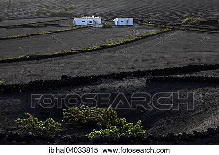 "Typical vineyards in dry cultivation in volcanic ash, lava, vines, white houses, wine-growing region La Geria, Lanzarote, Canary Islands, Spain, Europe" View Large Photo Image Stock Photography - "Typical vineyards in dry cultivation in volcanic ash, lava, vines, white houses, wine-growing region La Geria, Lanzarote, Canary Islands, Spain, Europe". Fotosearch