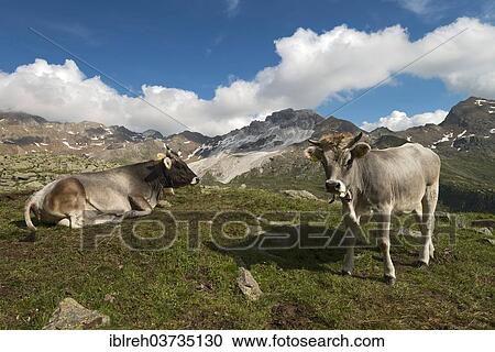 "Tyrolean Grey Cattle on the Timmelsalm alpine pasture, Stubai Alps, Tyrol, Austria, Europe" View Large Photo Image Stock Image - "Tyrolean Grey Cattle on the Timmelsalm alpine pasture, Stubai Alps, Tyrol, Austria, Europe". Fotosearch